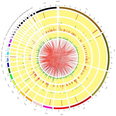 Transcriptome Analysis of Long Noncoding RNAs and mRNAs in Granulosa Cells of Jinghai Yellow Chickens Illuminated With Red Light